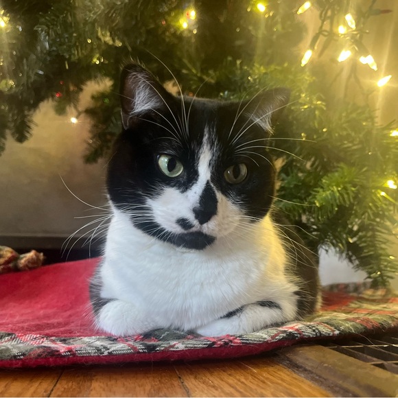 Meet your Posher, Nee nee - Picture 1 of 1